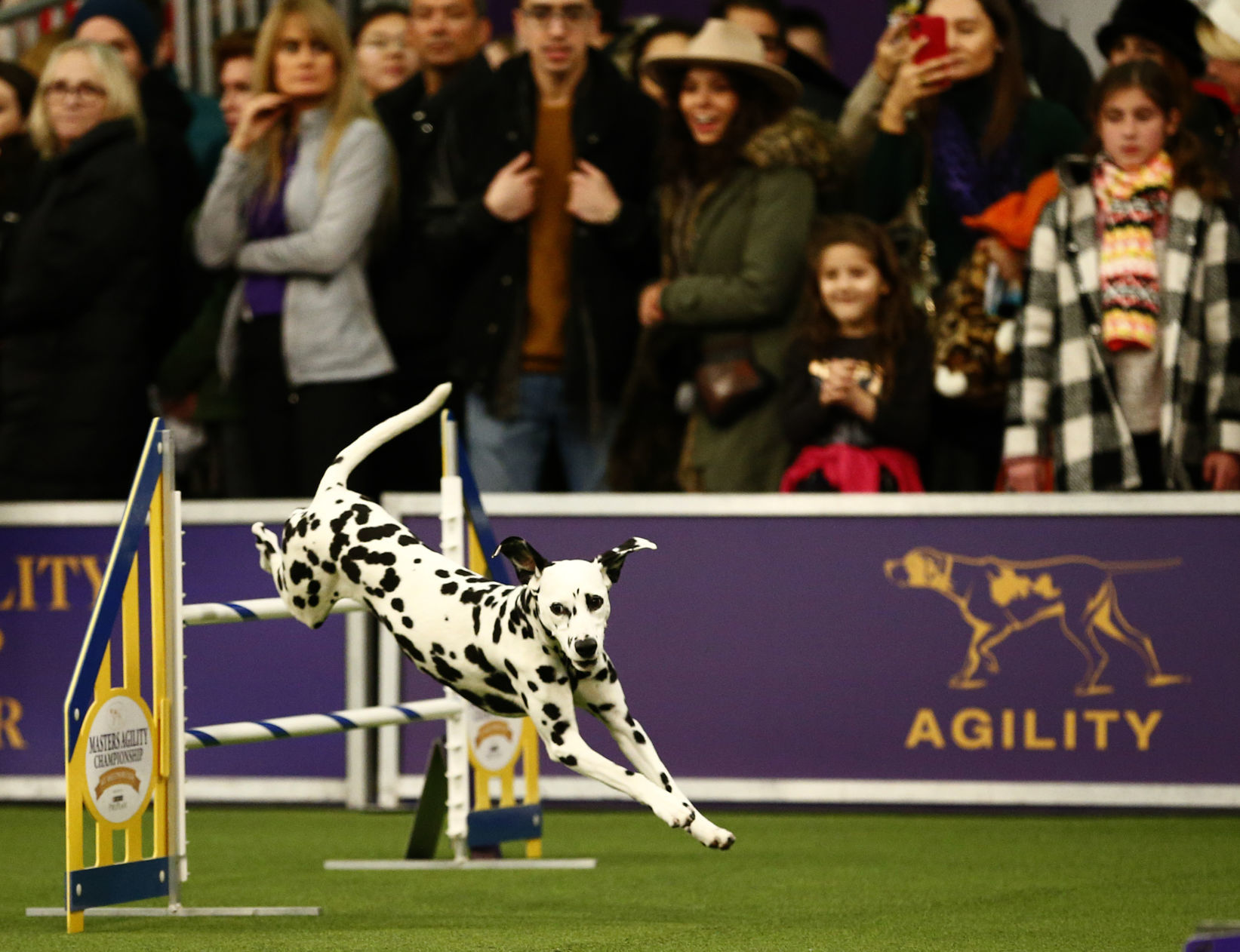 Westminster Kennel Club Dog Show